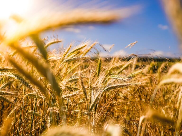 Wheat unsplash