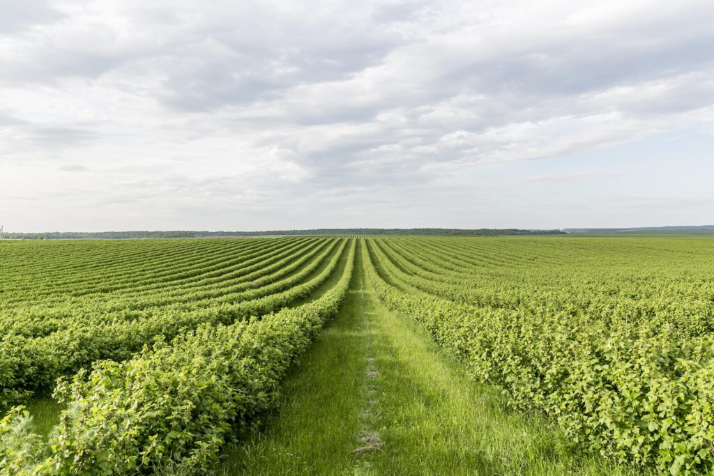 High angle farmland view