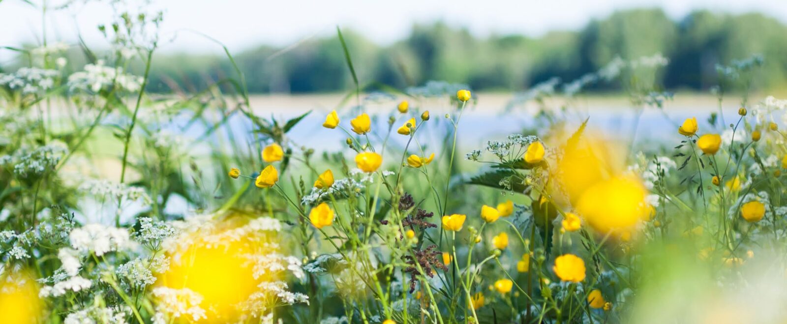 Swedish,summer,meadow,by,lake.,buttercups,and,cow,parsley.,scandinavian